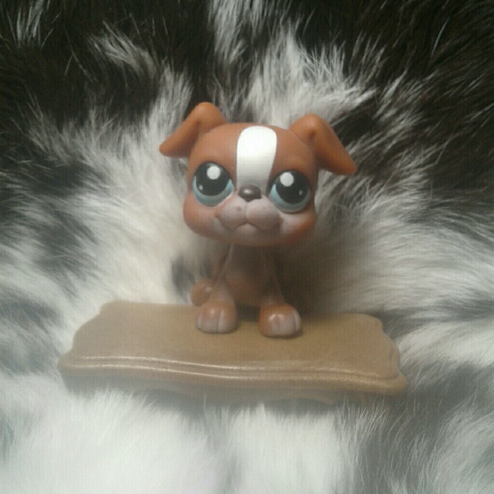 Littlest Pet Shop Boston Terrier